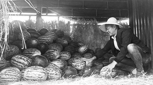 文山吃瓜群众事件视频,一场网络舆论的风暴与反思