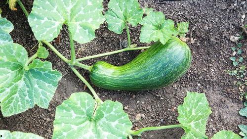 瓠瓜可以吃吗,美味与营养并存的绿色佳肴