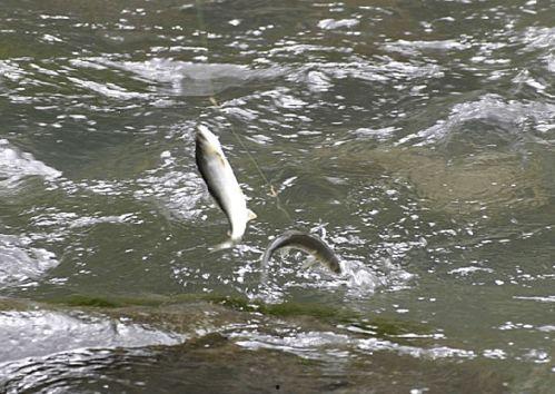 故事鱼鱼吃瓜了,意外开启奇幻之旅