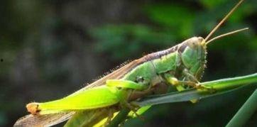 蝗虫吃茭瓜叶,生态平衡的微妙影响