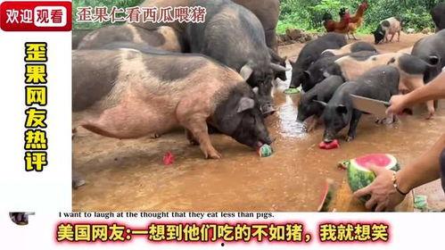 猪为什么会吃瓜,探究猪的饮食习惯与营养需求