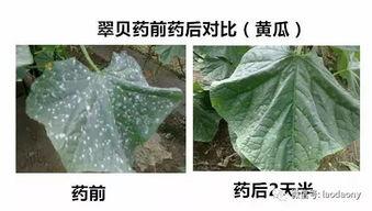 吃瓜真相怎么判断,揭开网络舆论背后的真相